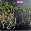 Poor nodulation and lower biomass production in sub-clover plants that failed to effectively nodulate due to soil acidity.