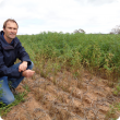 DAFWA researcher Martin Harries inspecting plots of Howzat chickpea infected with ascochyta blight.