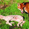 A fox sitting next to the body of a dead lamb