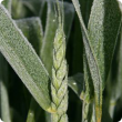 Close-up of a head of wheat and surrounding leaves covered in a thin layer of sparkling frost crystals