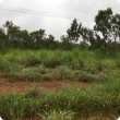 Gamba grass an environmental weed in the Northern Territory 