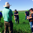Geoff field walk at Moonyoonooka powdery mildew wheat August 2015
