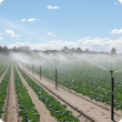 Sprinkler irrigation of vegetables