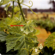 Hormone herbicide damaged leaf indicated by red arrow and a healthy leaf below.