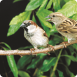 Male (left) and female house sparrows.