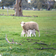 Young ewe with twins
