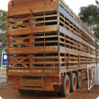 Semi trailer transport truck with four decks filled with sheep, driving out of the driveway out the farm gate with the back of the truck visible.