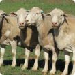 Dorper sheep feedlot