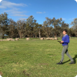 Researcher with sheep in paddock