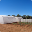 Trial set-up with insect exclusion tents