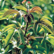 Bellyache bush (Jatropha gossypiifolia) plant