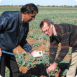 Photo of Dr Raj Malik and Dr Bob French (DAFWA) using a capacitance probe to assess the moisture at Mullewa in early July 2013.  In the background are plots in the canola density trial.