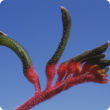 Red and green kangaroo paw