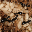 African black sugar ant with pupae