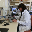 Laboratory staff viewing worm larvae