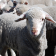 image of lambs