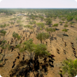 Lamboo Station, Aerial 4 - cattle moving