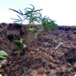 Narrow-leafed lupin seedlings emerging from the soil. Seven seedlings can be clearly seen in close-up. The two closest seedlings have their cotyledons open and leaflets emerging. Other seedlings are more advanced with four or five open leaves.