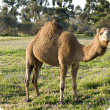 Camel standing side on in a green paddock.