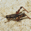Wingless grasshopper adult
