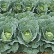 Cabbage plants almost ready for harvest