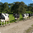 Line of dairy cows on a dirt road.