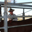 Cattle producer weighing cattle on-farm