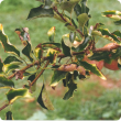 Magnesium deficiency symptoms on apple leaves