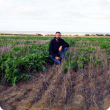 Department of Agriculture and Food Research Officer Martin Harries at the 2016 Eradu seed depth trial site.