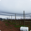 Bird netting covering rows of apple trees.