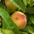 Fruit fly stinging a peach fruit on a tree.