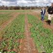 DAFWA Research Officer Bob French and Sally Sprigg in Merredin nitrogen trial
