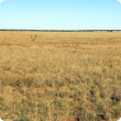 Photograph of Mitchell grass alluvial plains pasture in good condition on the Inverway land system