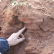 classic symptoms of severe soil compaction pointed out in a loamy sand profile