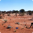 Photograph of mulga shrub hardpan pasture in good condition