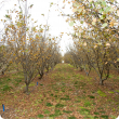 young truffle orchard in winter showing host trees with leaves mostly all fallen