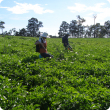 Surveying potato crops for Potato Cyst Nematode (PCN) during the study to determine PCN area freedom.  DAFWA staff are walking across a potato paddock taking soil and tuber samples. 