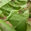 Looper larvae can defoliate potato crops resulting in reduced tuber size and yield