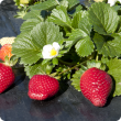 Strawberries ripe for harvesting