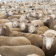 Katanning sheep sale yards