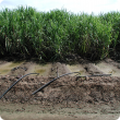 Furrow irrigating sugarcane