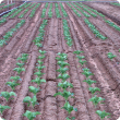 Plots of cauliflowers being grown in two rows and four rows per bed