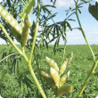 Green pods on PBA Jurien with crop in the background