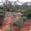 Photograph of a eucalypt-eremophila woodland community in good condition