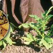 PSTVd affects potato plant and tuber development