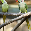 Female and male Indian ringneck parakeets