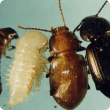 Left to right: larva, pupa and newly emerged adult bronzed field beetle