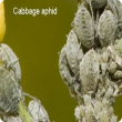 Cabbage aphid