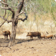 Feral pigs standing as a group in bush