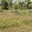 Photograph of Pindan pasture in the Kimberley in fair condition